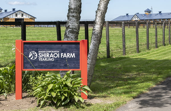 Image of the Shiraoi farm Yearling
