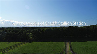 Summer Works of Shadai Stallion【動画】