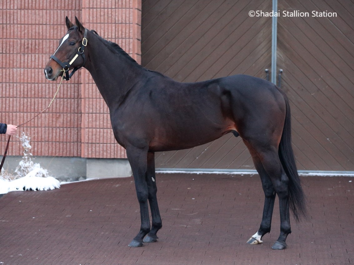 新種牡馬キタサンブラックがスタッドイン｜社台スタリオン