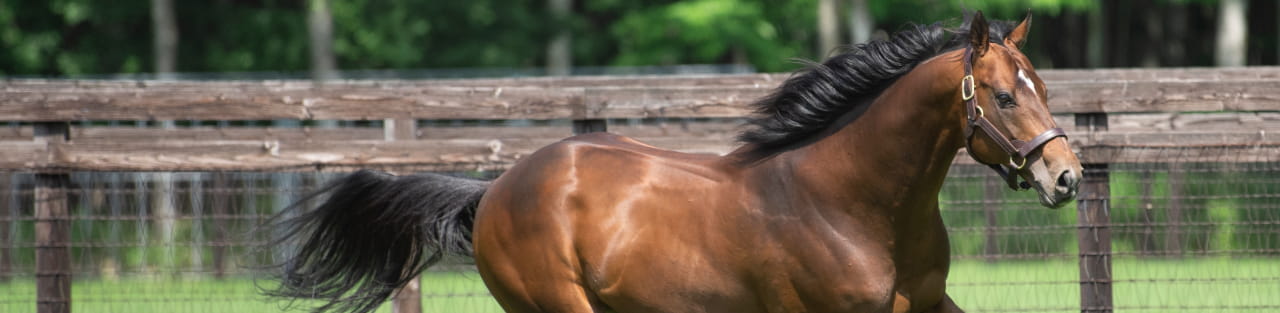 リアルスティール 種牡馬 産駒 社台スタリオンステーション