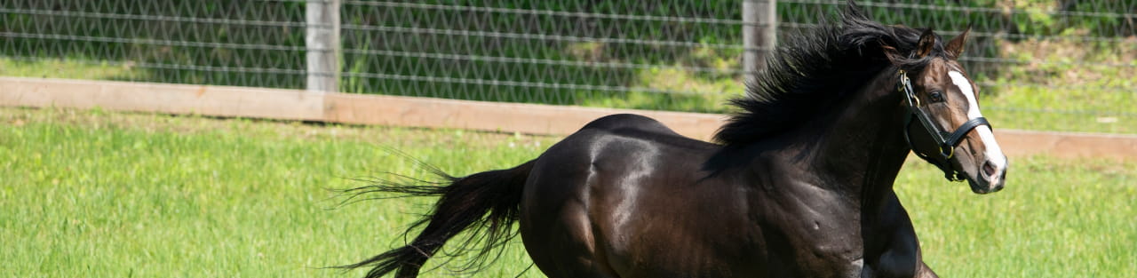 ブリックスアンドモルタル 種牡馬・産駒 社台スタリオンステーション