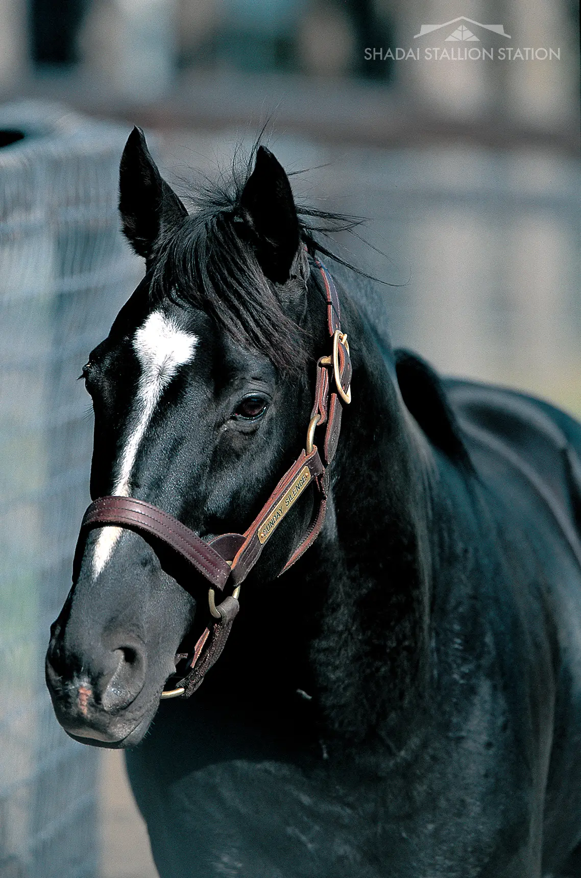 １９８５）サンデーサイレンス (Sunday Silence)写真額　競馬関係 1985）サンデーサイレンス (Sunday Silence)写真額 競馬関係